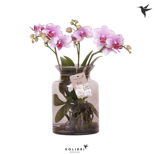 Kolibri Orchids Phalaenopsis Roots pink in glas stolp lila