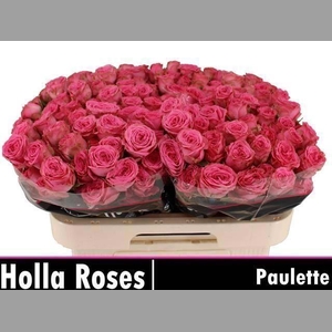 R TR PAULETTE!