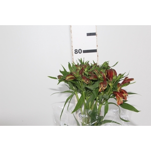 ALSTROEMERIA TROPICANA 080 CM