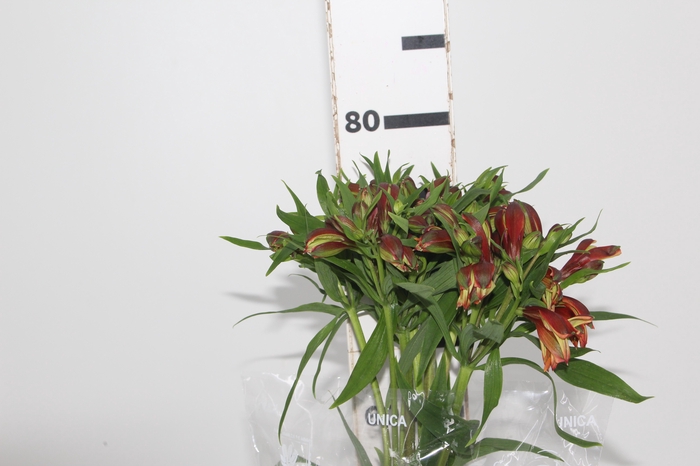 <h4>ALSTROEMERIA TROPICANA 080 CM</h4>