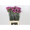 Dianthus St Hypnosis