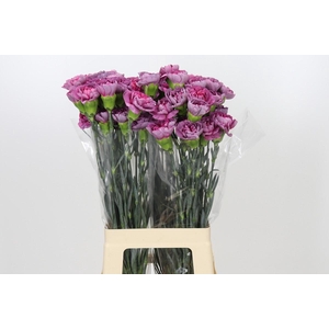 Dianthus St Hypnosis