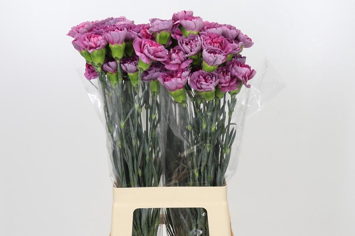 <h4>Dianthus St Hypnosis</h4>