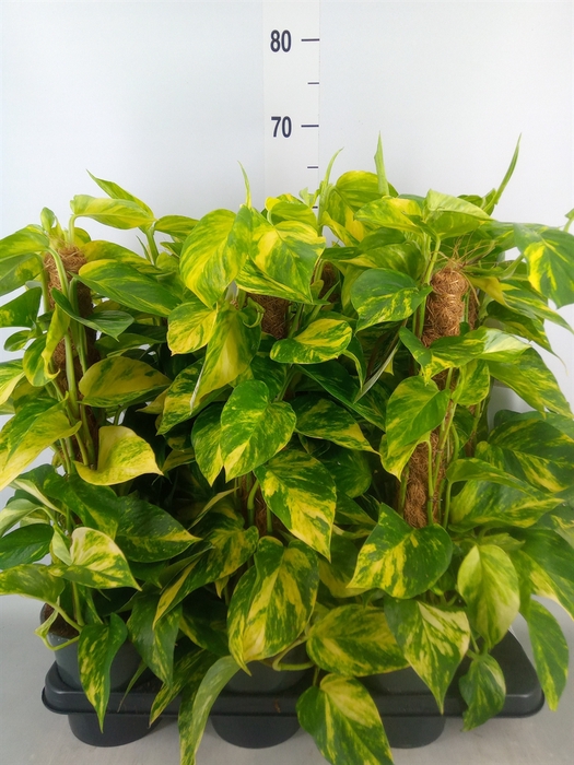 <h4>Epipremnum pinn.   ...moss stick</h4>
