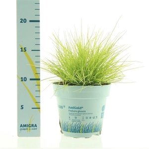 Festuca glauca AmiGold®