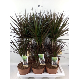 Dracaena marg. 'Magenta'