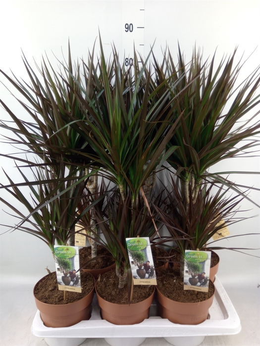 <h4>Dracaena marg. 'Magenta'</h4>
