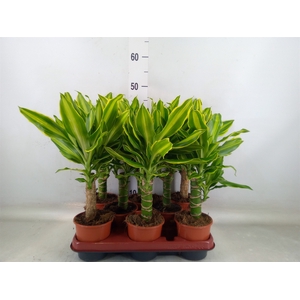 Dracaena frag. 'Golden Queen'
