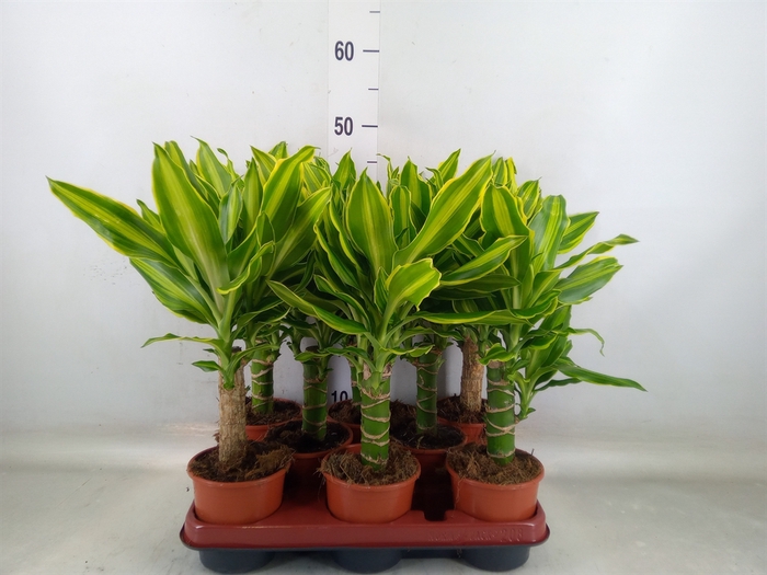 <h4>Dracaena frag. 'Golden Queen'</h4>