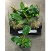 Philodendron Golden Princess 6Ø 12cm