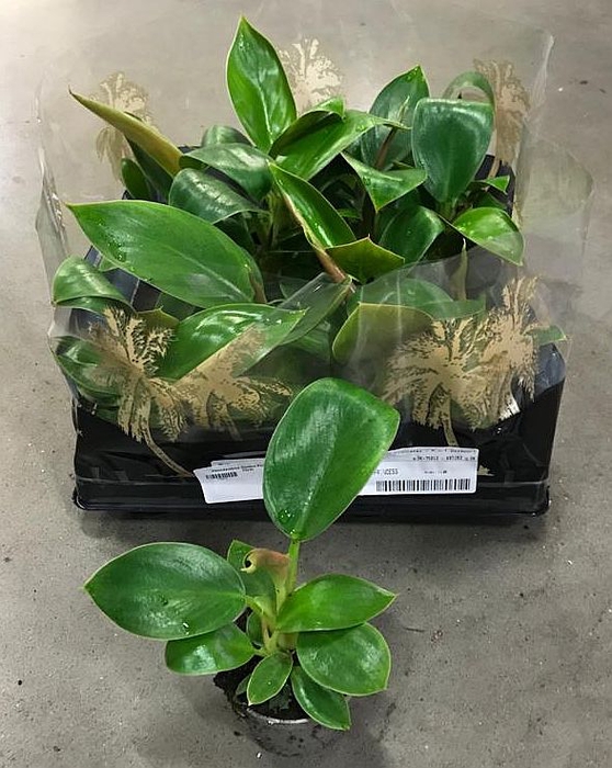 Philodendron Golden Princess 6Ø 12cm