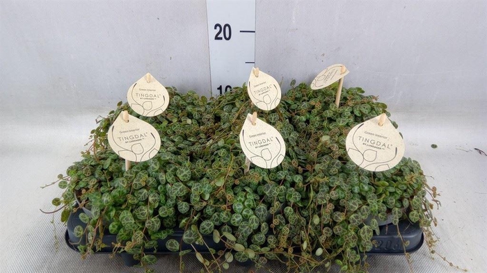 <h4>Peperomia pros.</h4>