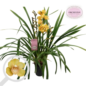 Cymbidium oranje 3 tak