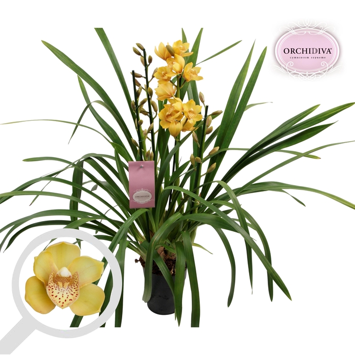 <h4>Cymbidium oranje 3-4 tak</h4>