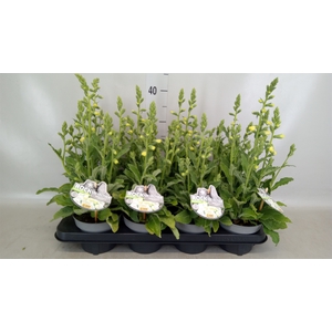 Digitalis purp.