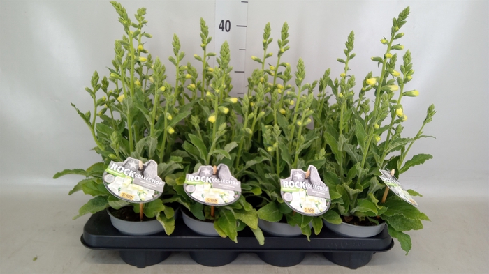 <h4>Digitalis purp.</h4>