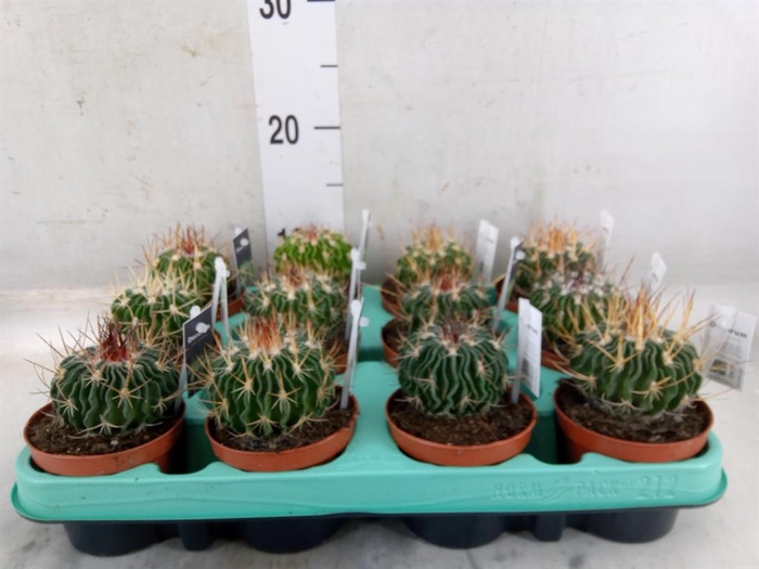 <h4>Cactus   ...</h4>