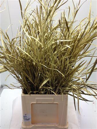 <h4>Grevilea Goud</h4>