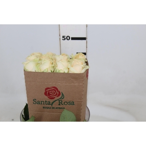 ROSA PEACH AVALANCHE 050 CM ESTUFA