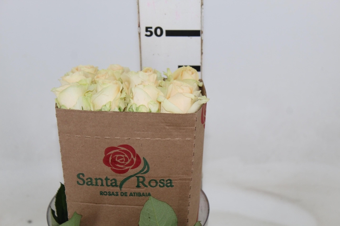 ROSA PEACH AVALANCHE 050 CM ESTUFA