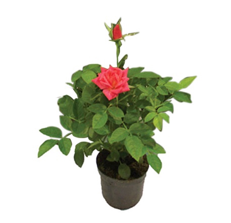 ROSEIRA MINI P06