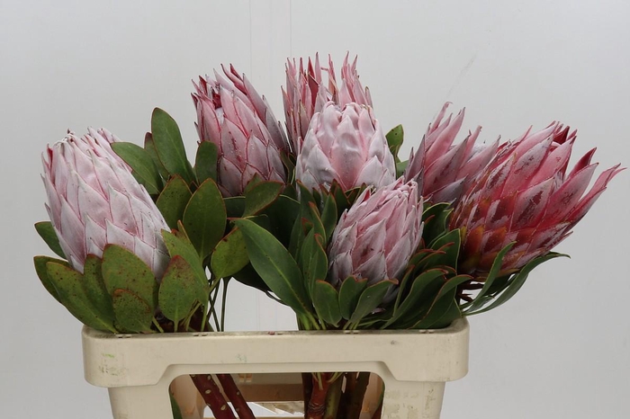 <h4>Protea Cynaroides</h4>