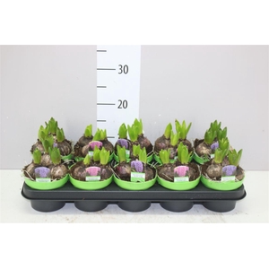 Hyacinthus Gemengd 3pp
