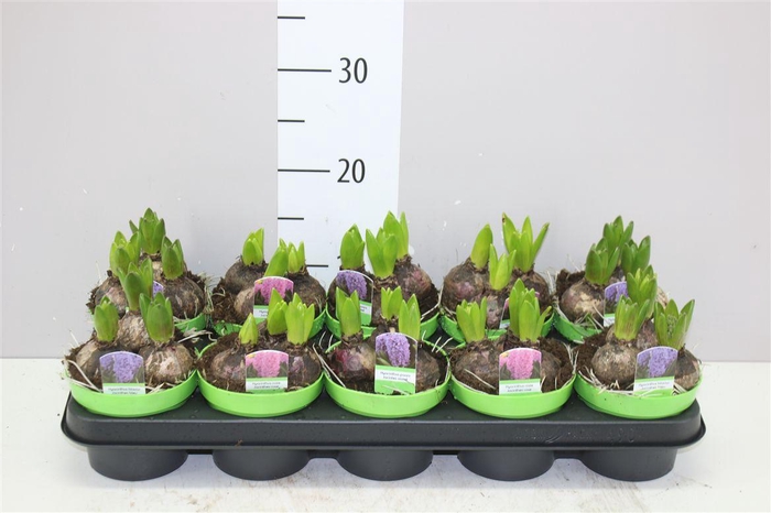 <h4>Hyacinthus Gemengd 3pp</h4>