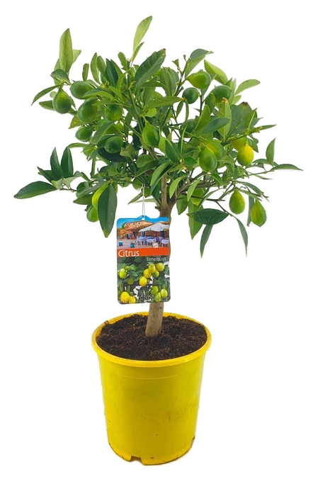 <h4>Citrus limequat</h4>