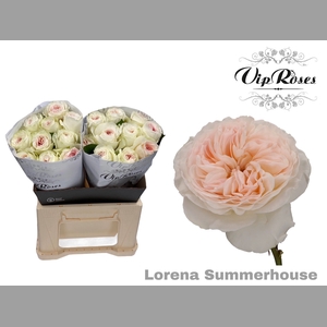 R GR LORENA SUMMERH