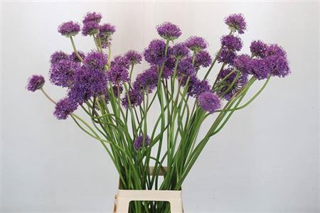 <h4>Allium Gladiator Crazy Artistiek</h4>