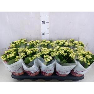 Kalanchoe blos. 'RosDon Dione'