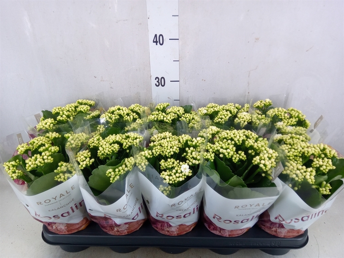 <h4>Kalanchoe blos. 'RosDon Dione'</h4>