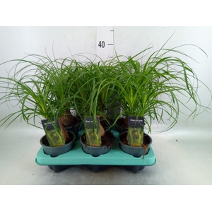 Beaucarnea recurvata