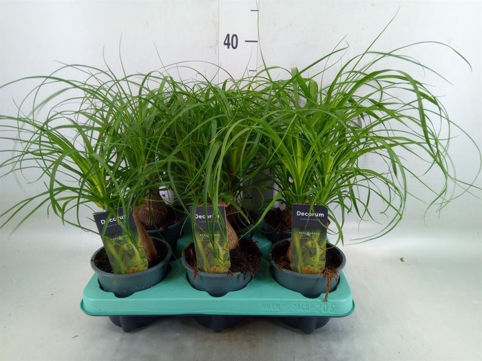 <h4>Beaucarnea recurvata</h4>