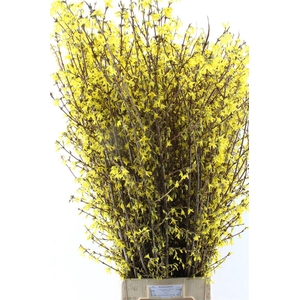 Forsythia I Spectabilis