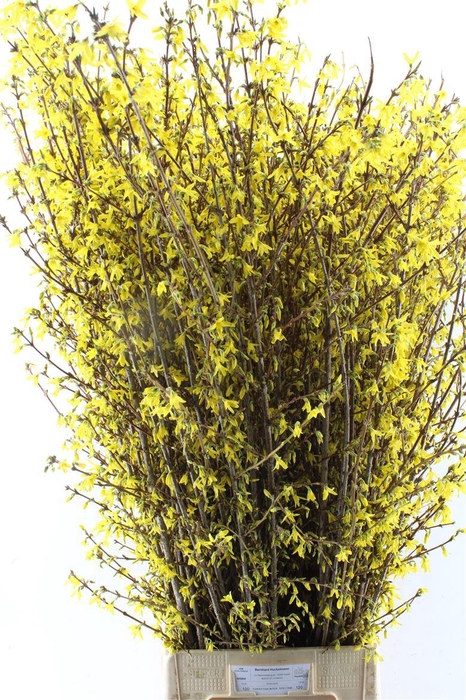 <h4>Forsythia I Spectabilis</h4>