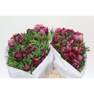 Anemone Levante Hot Pink