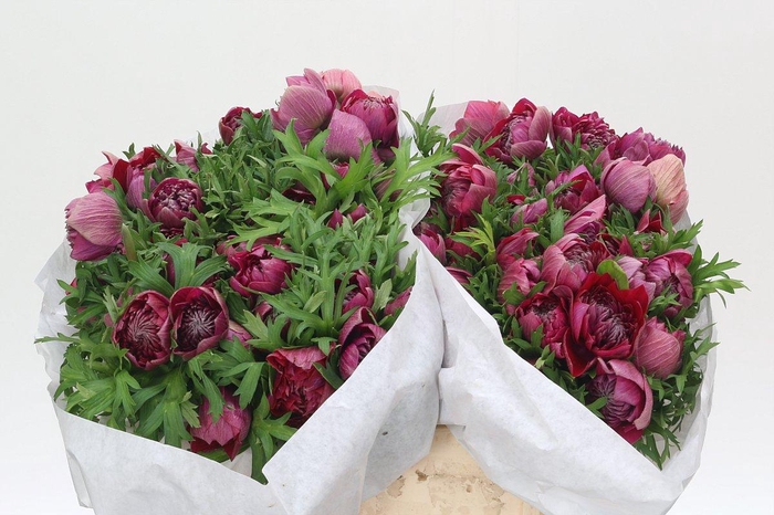 <h4>Anemone Levante Hot Pink</h4>