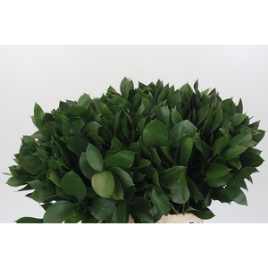 RUSCUS HYPOPHYLLUM