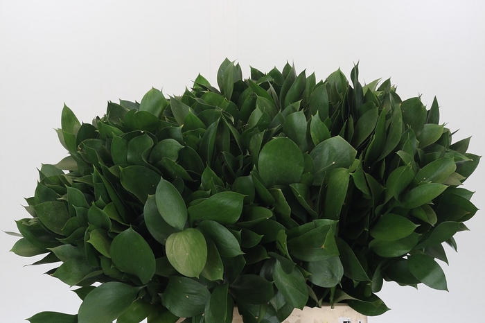 <h4>RUSCUS HYPOPHYLLUM</h4>