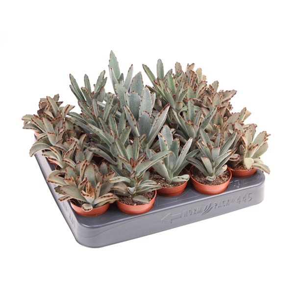 <h4>Kalanchoe Tomentosa Mix</h4>