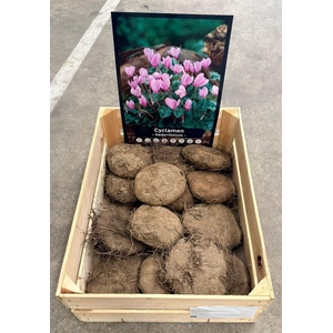 Cyclaam Hederifolium Knol 35+