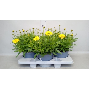 Coreopsis grand. 'Solena'