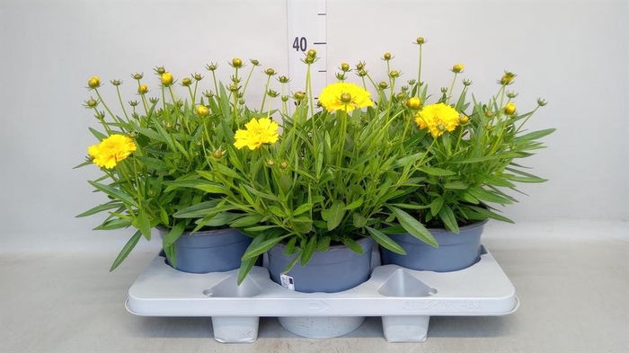 <h4>Coreopsis grand. 'Solena'</h4>