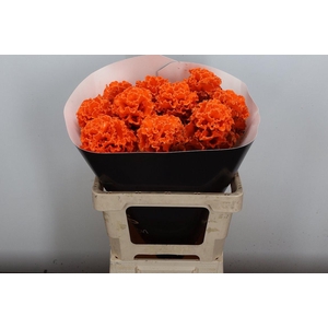 Brassica (fr) Wx Orange