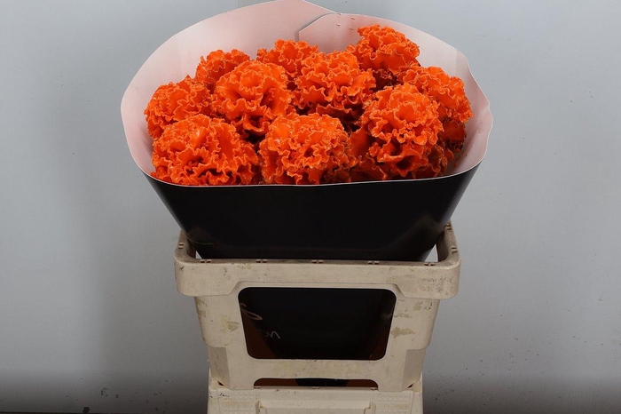 <h4>Brassica (fr) Wx Orange</h4>