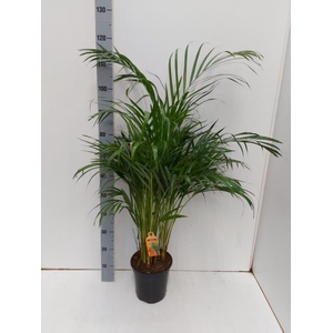 DYPSIS LUTESCENS