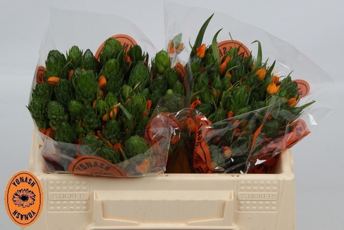 <h4>ORNIT DB SUNSHINE</h4>