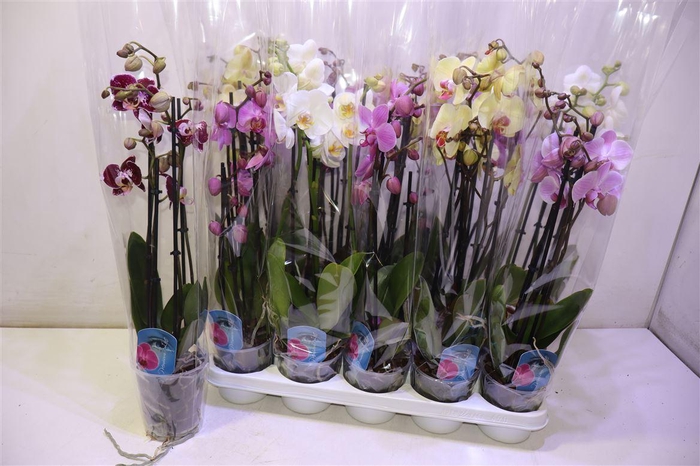 <h4>arr8 Phal Gem 6 Kl</h4>